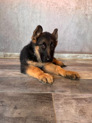 ALMAN ÇOBAN KÖPEĞİ YAVRULARIMIZ