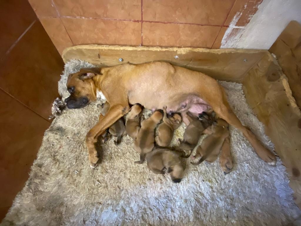 BOXER YAVRULAR REZERVEYE AÇILDI