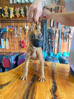 OYUNCU VE KORUYUCU BOXER YAVRULARI