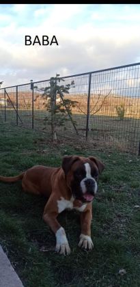 SAFKAN YÜKSEK KALİTE BOXER YAVRULARI