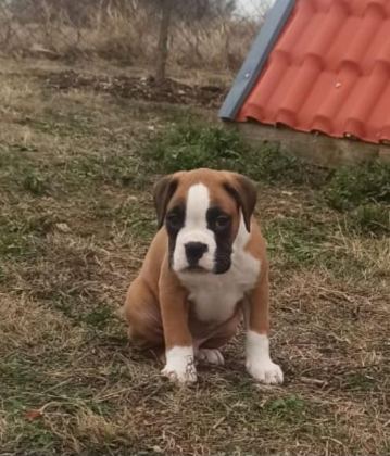 SAFKAN YÜKSEK KALİTE BOXER YAVRULARI