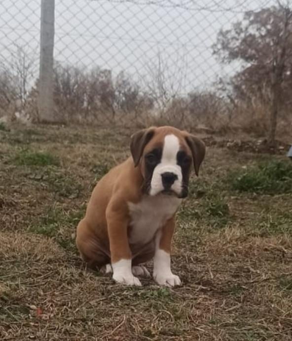 SAFKAN YÜKSEK KALİTE BOXER YAVRULARI