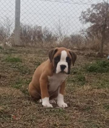 SAFKAN YÜKSEK KALİTE BOXER YAVRULARI