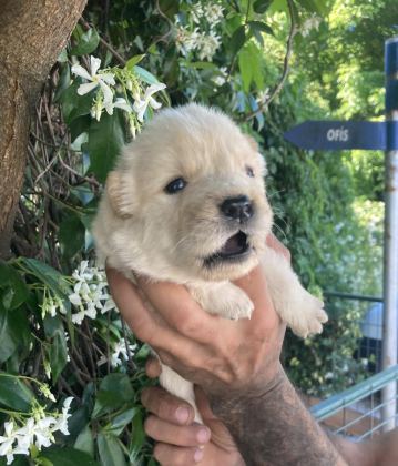 AYICIK CHOW CHOW KÖPEKLER