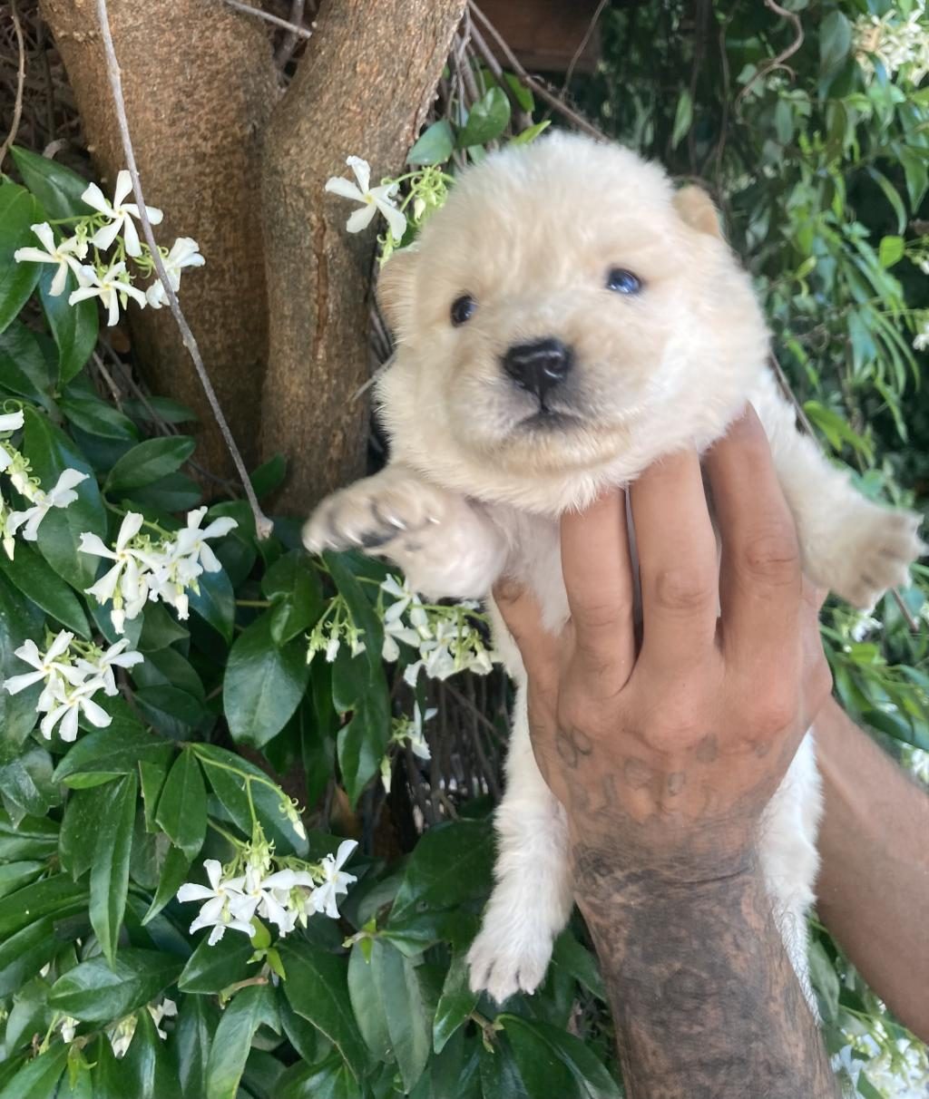 AYICIK CHOW CHOW KÖPEKLER