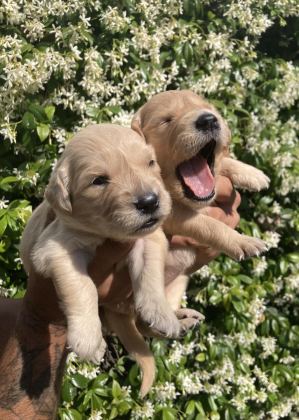 GOLDEN RETRİEVER JELİBONCUK KÖPEKLER