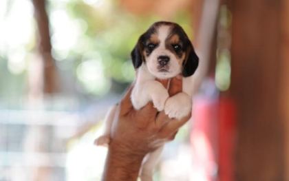 BEAGLE BİBLOLAR
