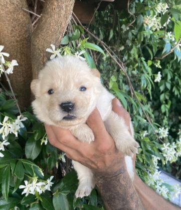 AYICIK CHOW CHOW KÖPEKLER