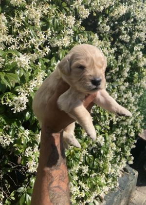 GOLDEN RETRİEVER JELİBONCUK KÖPEKLER