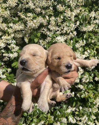 GOLDEN RETRİEVER JELİBONCUK KÖPEKLER