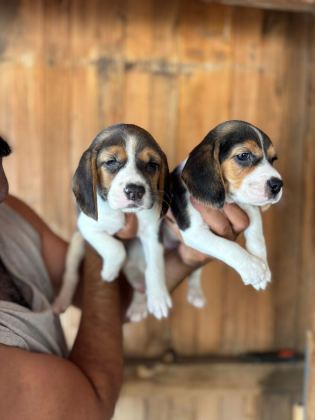 MUHTEŞEM BEAGLE BEBİŞLER