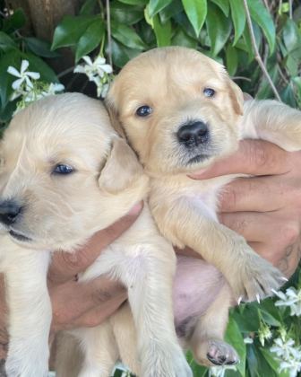 GOLDEN RETRİEVER JELİBONCUK KÖPEKLER