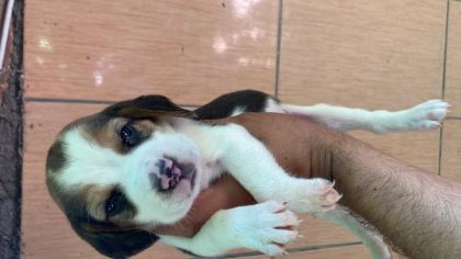 BEAGLE BİBLOLAR