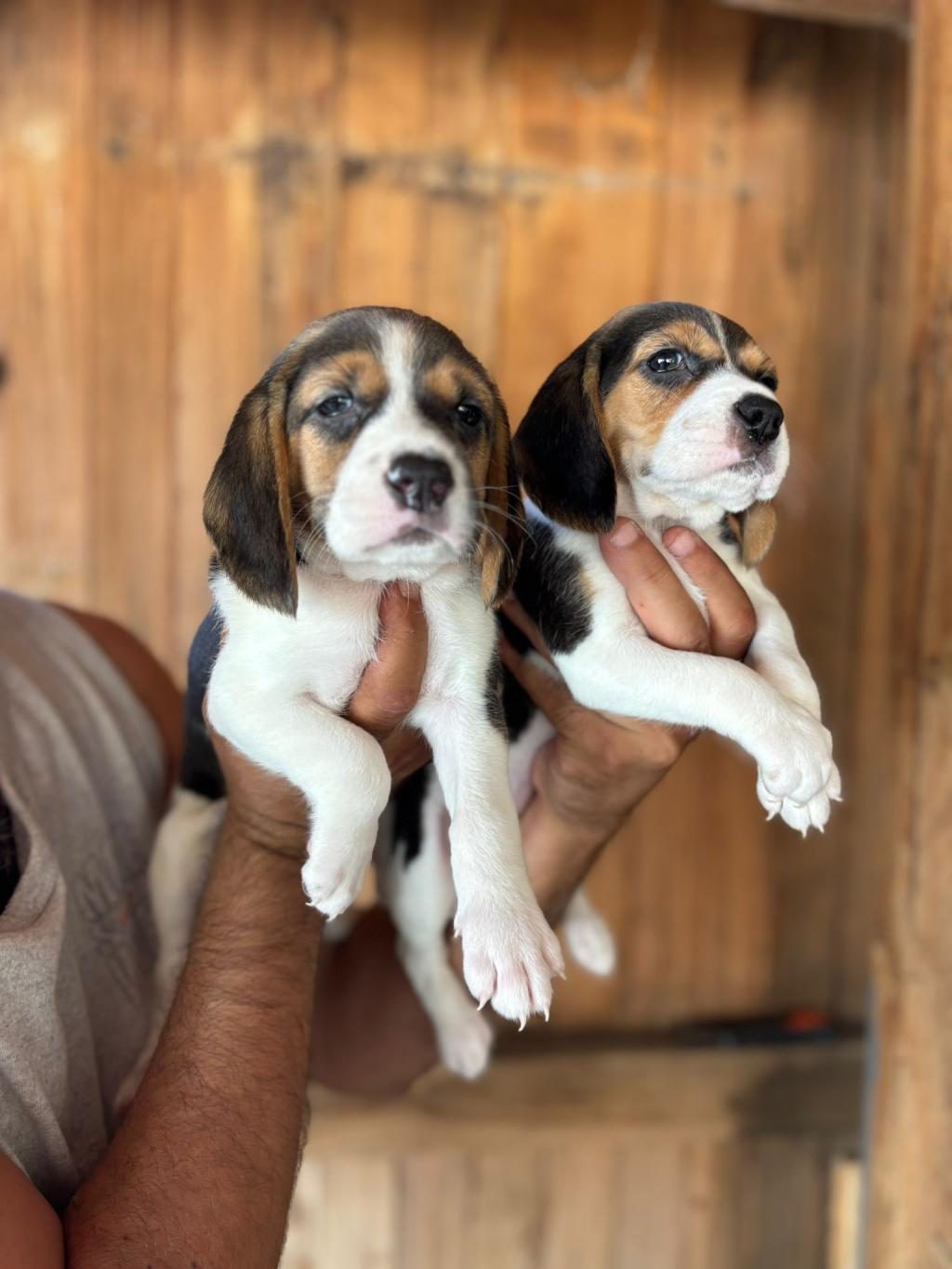 MUHTEŞEM BEAGLE BEBİŞLER