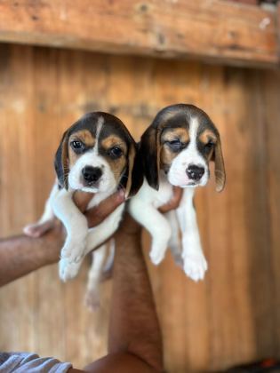 MUHTEŞEM BEAGLE BEBİŞLER