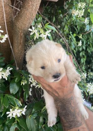 AYICIK CHOW CHOW KÖPEKLER