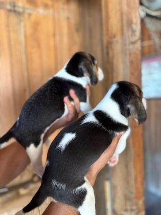 MUHTEŞEM BEAGLE BEBİŞLER