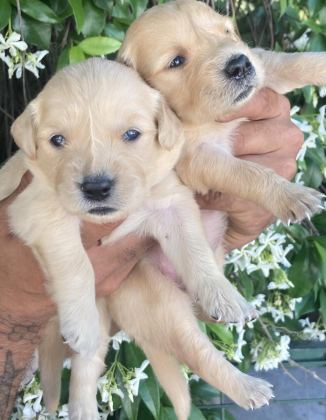 GOLDEN RETRİEVER JELİBONCUK KÖPEKLER