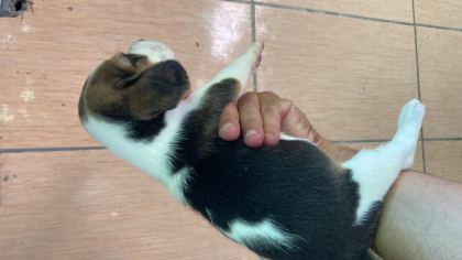 BEAGLE BİBLOLAR