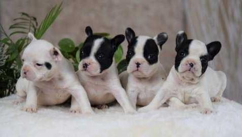 ELİT PATİLER FARKIYLA FRENCH BULLDOG YAVRULAR