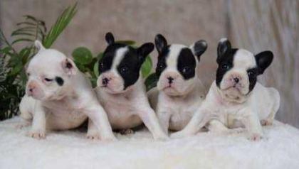 ELİT PATİLER FARKIYLA FRENCH BULLDOG YAVRULAR