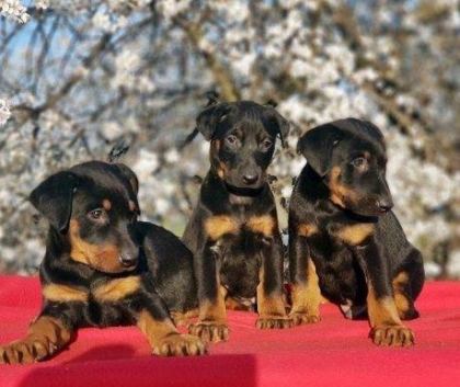 ELİT PATİLER FARKIYLA DOBERMAN YAVRULAR