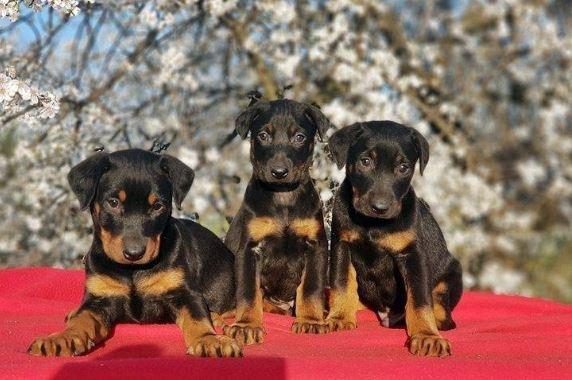 ELİT PATİLER FARKIYLA DOBERMAN YAVRULAR