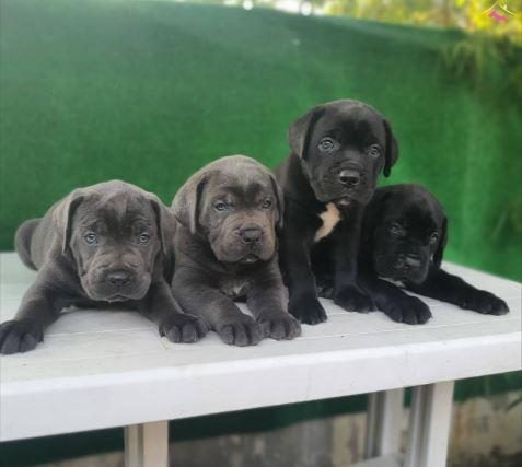 ELİT PATİLER FARKIYLA CANE CORSO YAVRULAR
