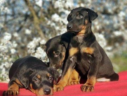ELİT PATİLER FARKIYLA DOBERMAN YAVRULAR