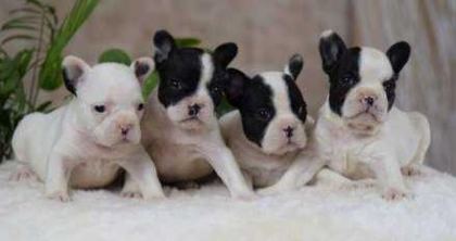 ELİT PATİLER FARKIYLA FRENCH BULLDOG YAVRULAR
