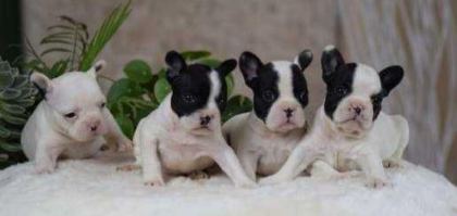 ELİT PATİLER FARKIYLA FRENCH BULLDOG YAVRULAR