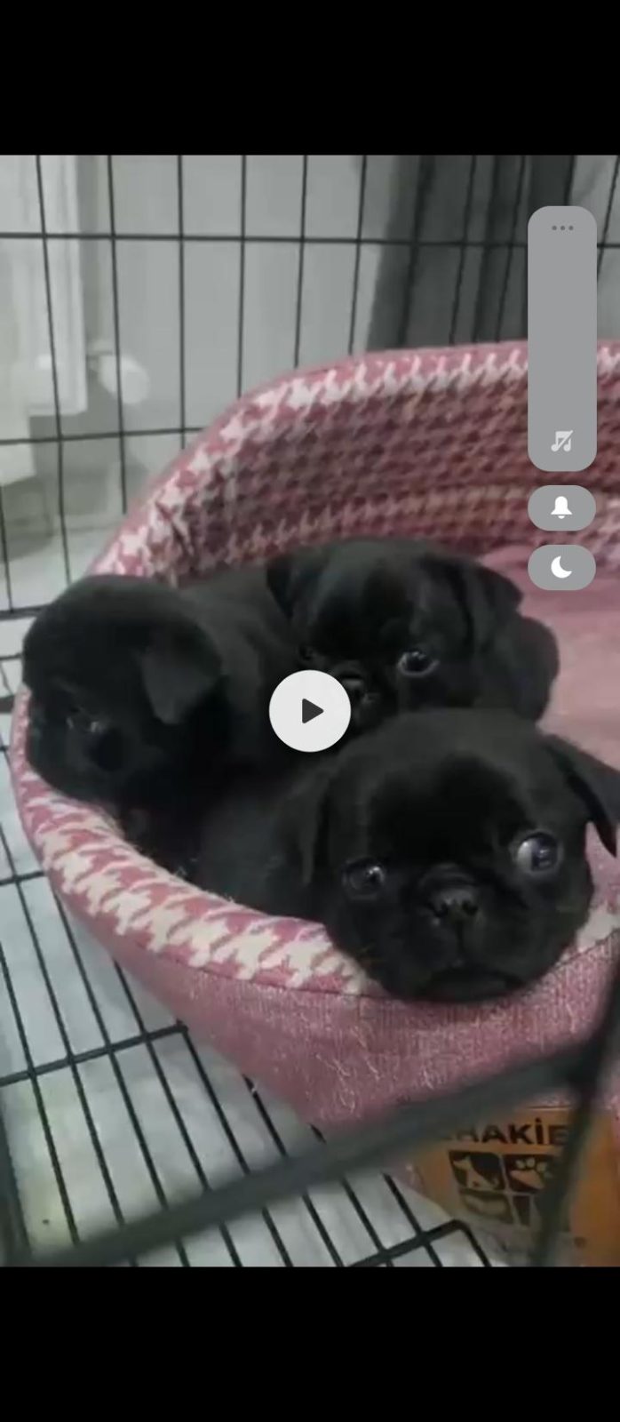 SİYAH PUG YAVRULAR