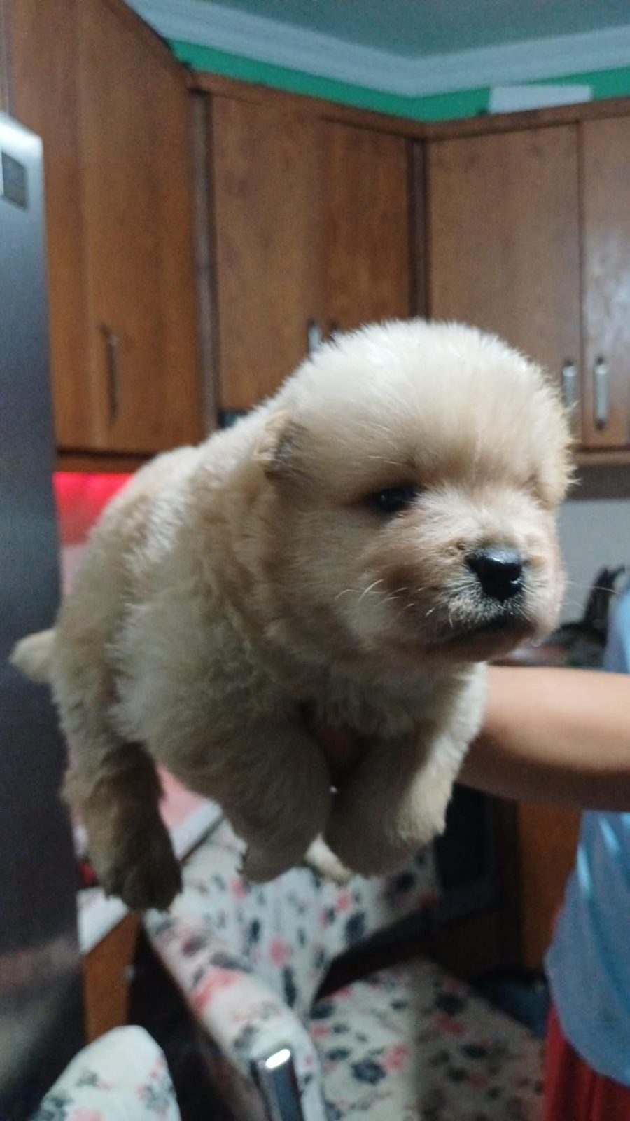 CHOW CHOW YAVRU