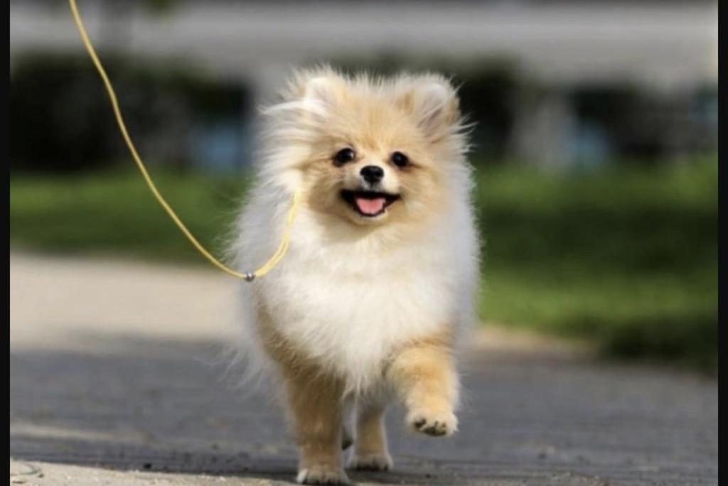 POMERANİAN BOO KÖPEĞİMİZ