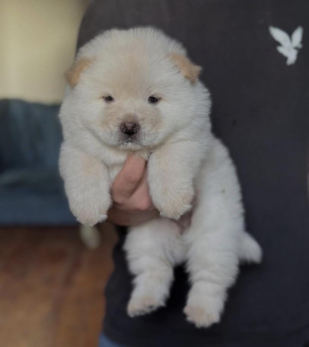 ÇİN ASLANI KÖPEKLERİ