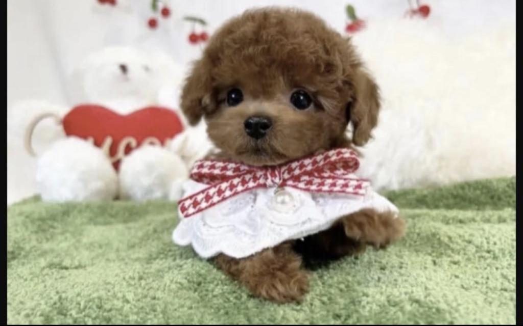 TOY POODLE YAVRUSU