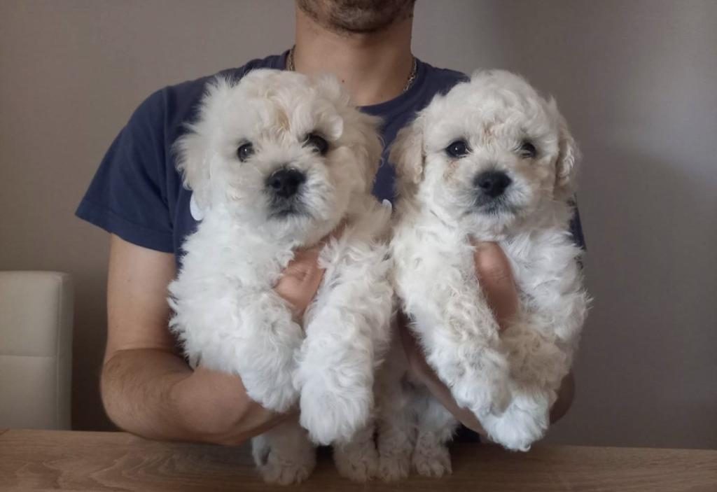 SAĞLIKLI MALTESE TERRİER