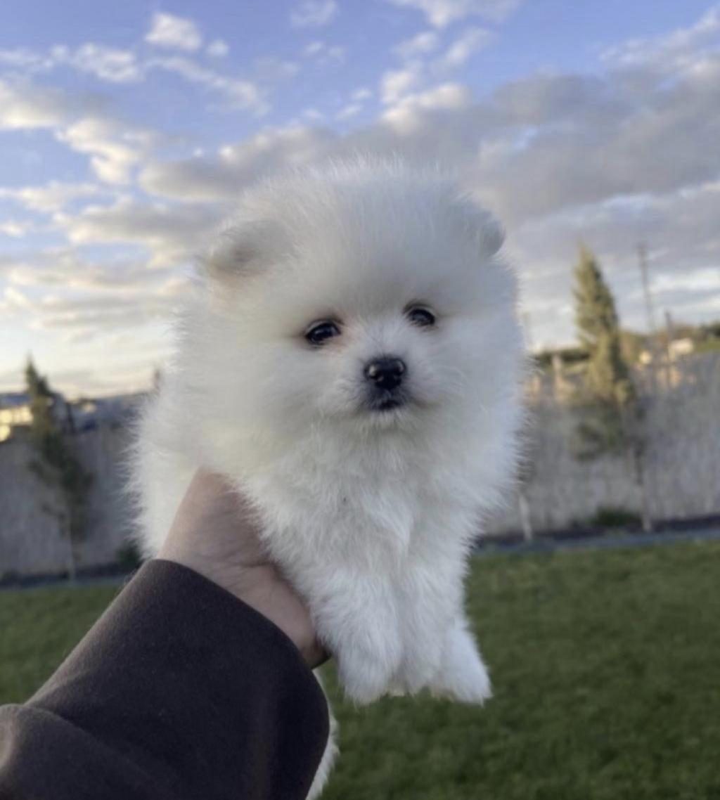 POMERANİAN BOO KÖPEĞİ