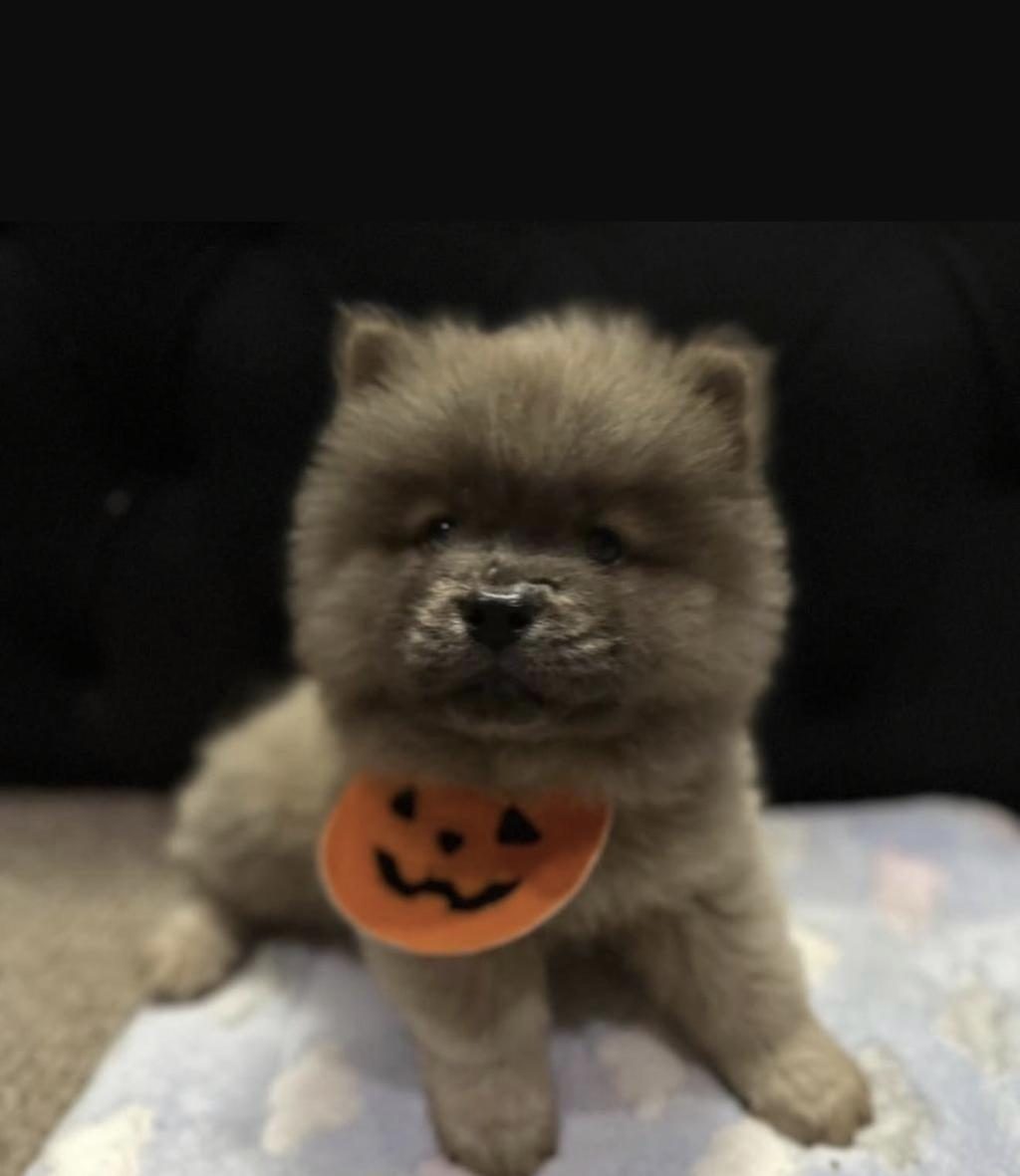 ÇİN ASLANI KÖPEĞİMİZ