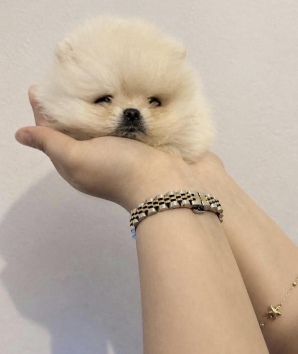 POMERANİAN BOO SAĞLIKLI VE BAKIMLI