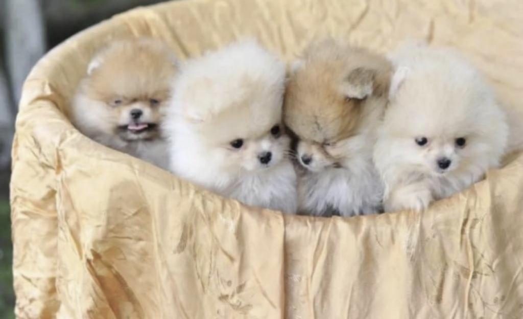 POMERANİAN BOO TEDY BEAR