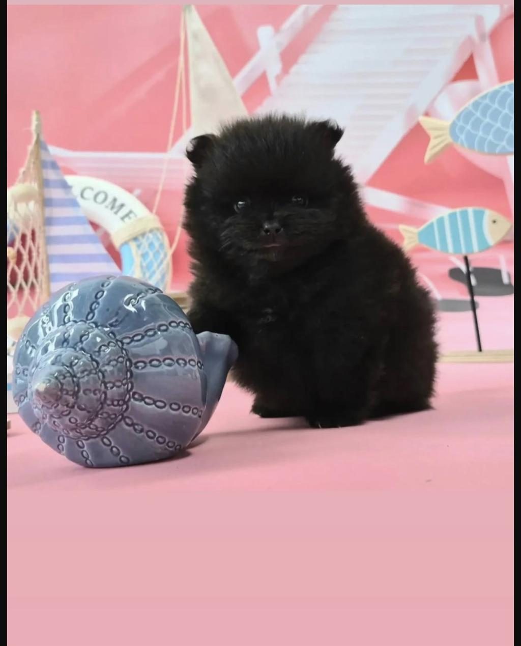 SİYAH POMERANİAN BOO