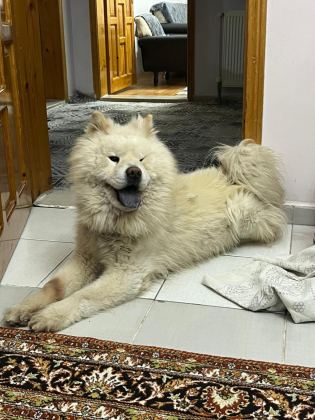 1 YAŞINDA ERKEK ÇİN ASLANI
