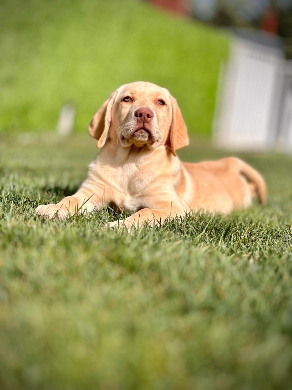 LABRADOR RETRİEVER YAVRULARI SAĞLIK VE IRK GARANTİLİ