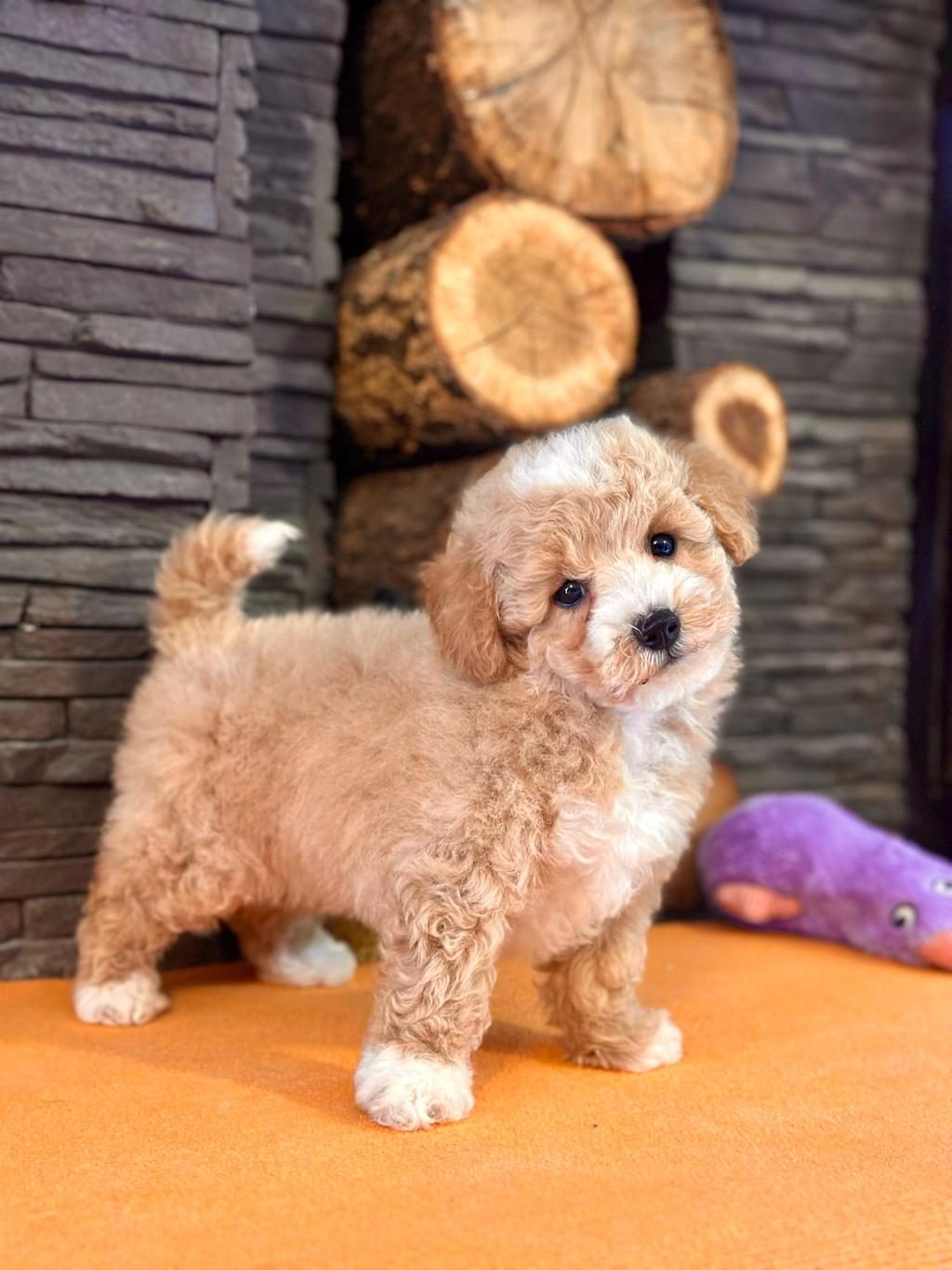 ZEKASIYLA BÜYÜLEYEN HİPOALERJENİK 3 AYLIK MALTİPOO