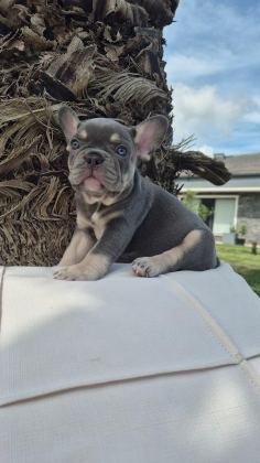 BLUE EYE FRENCH BULLDOG ÇİFTLİKTEN