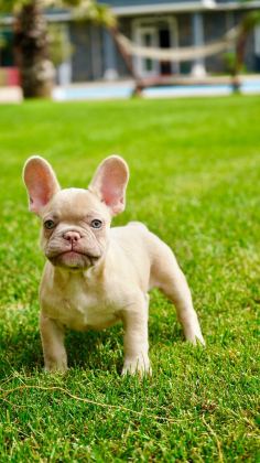 FRENCH BULLDOG YAVRULARI ÇİFTLİKTEN