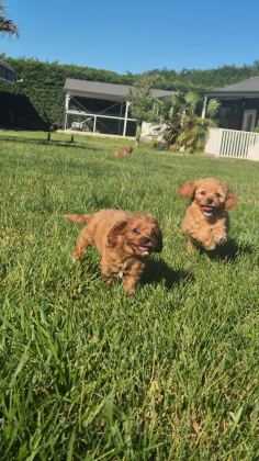 İPEKSİ TÜYLÜ NEŞE KÜPÜ MALTİPOO YAVRULARI