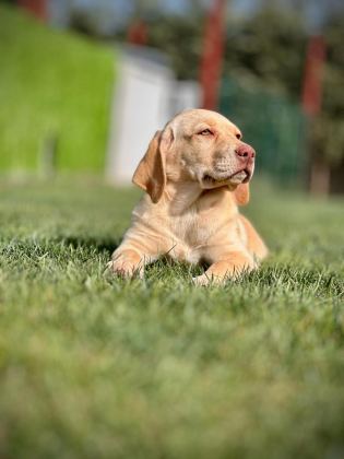 LABRADOR RETRİEVER YAVRULARI SAĞLIK VE IRK GARANTİLİ