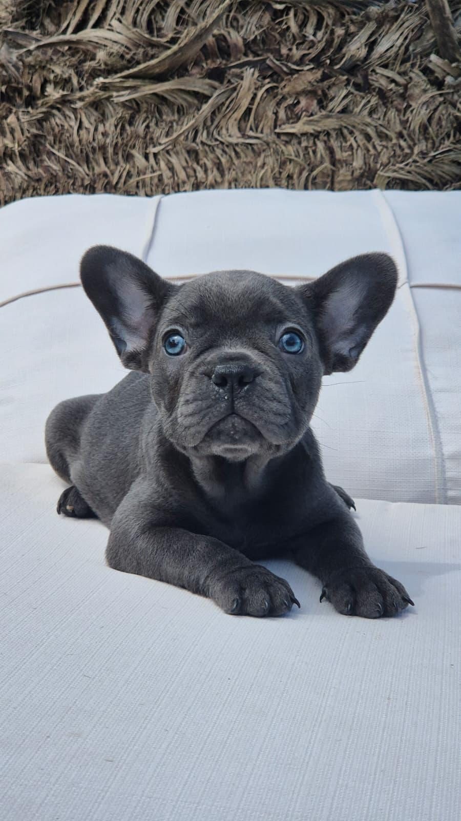 BLUE EYE FRENCH BULLDOG ÇİFTLİKTEN